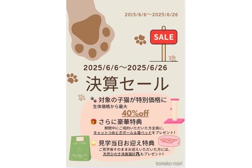販売中の大阪府のアメリカンショートヘア-120397の3枚目
